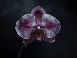 Haunted Orchid