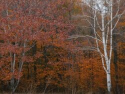 Chestnut and Birch