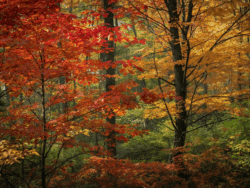 Fall Foliage