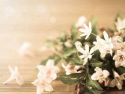 White flowers on a wooden surface.